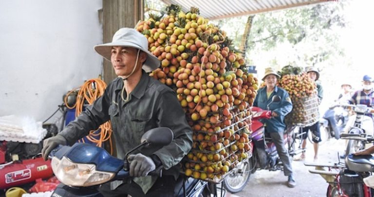 Giá vải thiều cao kỷ lục nhưng nhiều nông dân vẫn lâm vào cảnh "trắng tay"