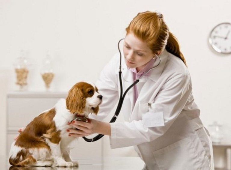 Chó bị táo bón phải làm sao