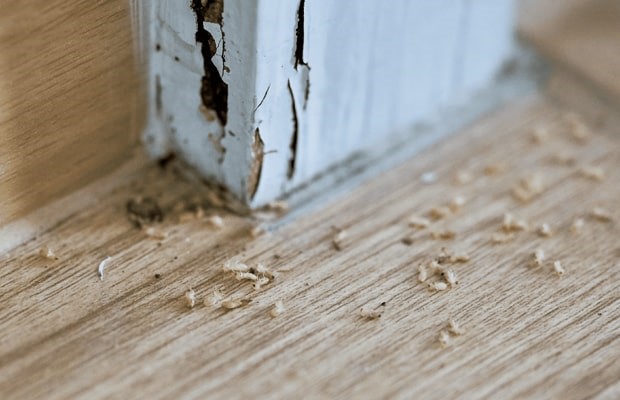 Sàn gỗ công nghiệp có bị mối ăn không